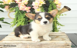 Welsh Corgi Pembroke dogs for sale: Poker - Image 3