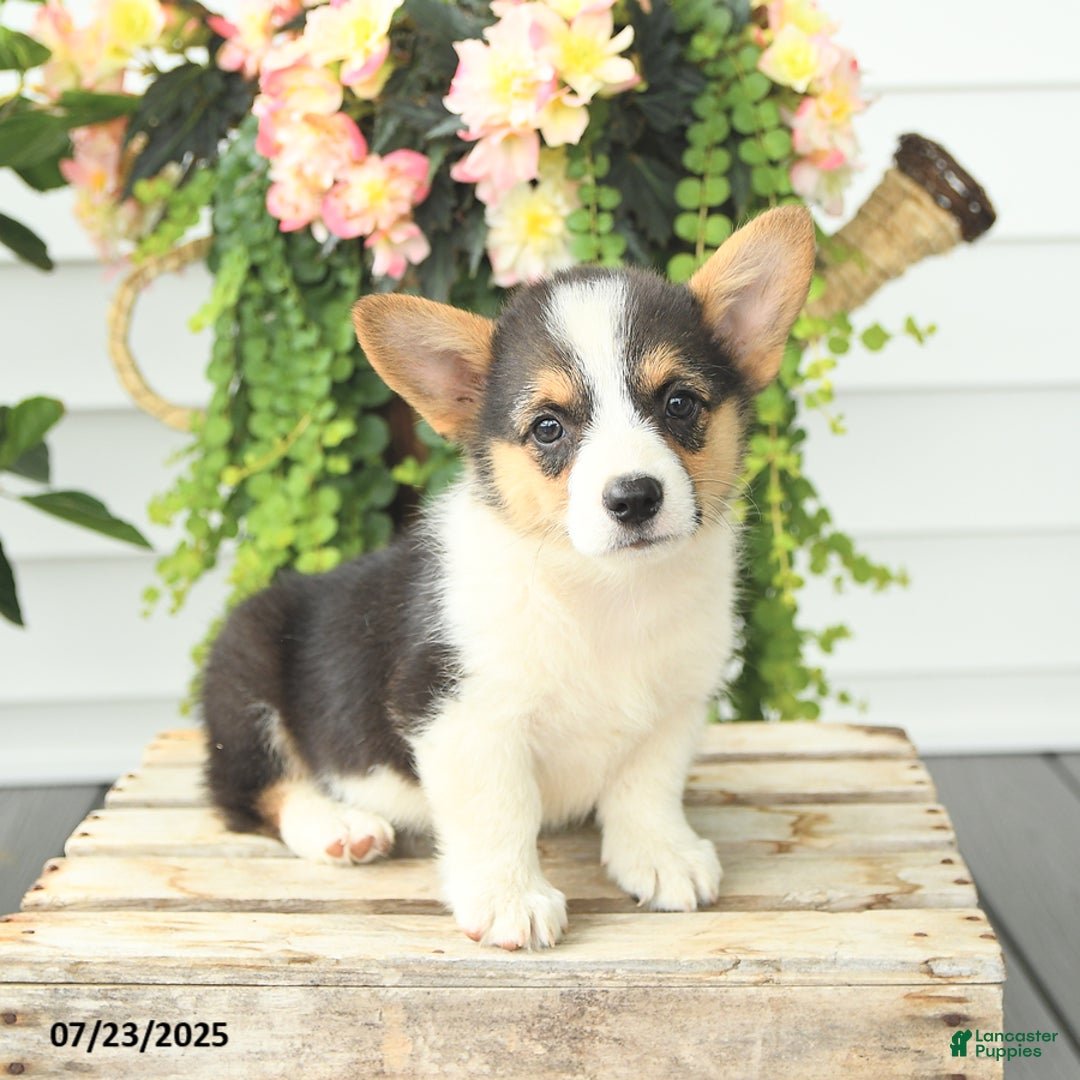 Welsh Corgi Pembroke dogs for sale: Poker - Image 3