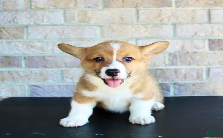 Welsh Corgi Pembroke dogs for sale - Ad 1