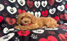 Cavapoo dogs for sale: Kona - Image 1