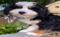 Mini Bernedoodle dogs for sale: 💜 Boston Ma 💜 Mini Bernedoodle - Image 11