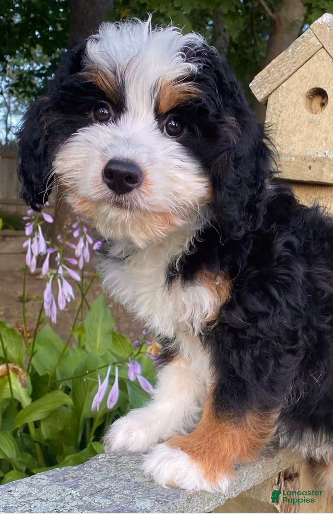 Mini Bernedoodle dogs for sale: 💜 Boston Ma 💜 Mini Bernedoodle - Image 11