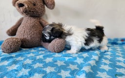 Havanese dogs for sale: Irvin - Image 3