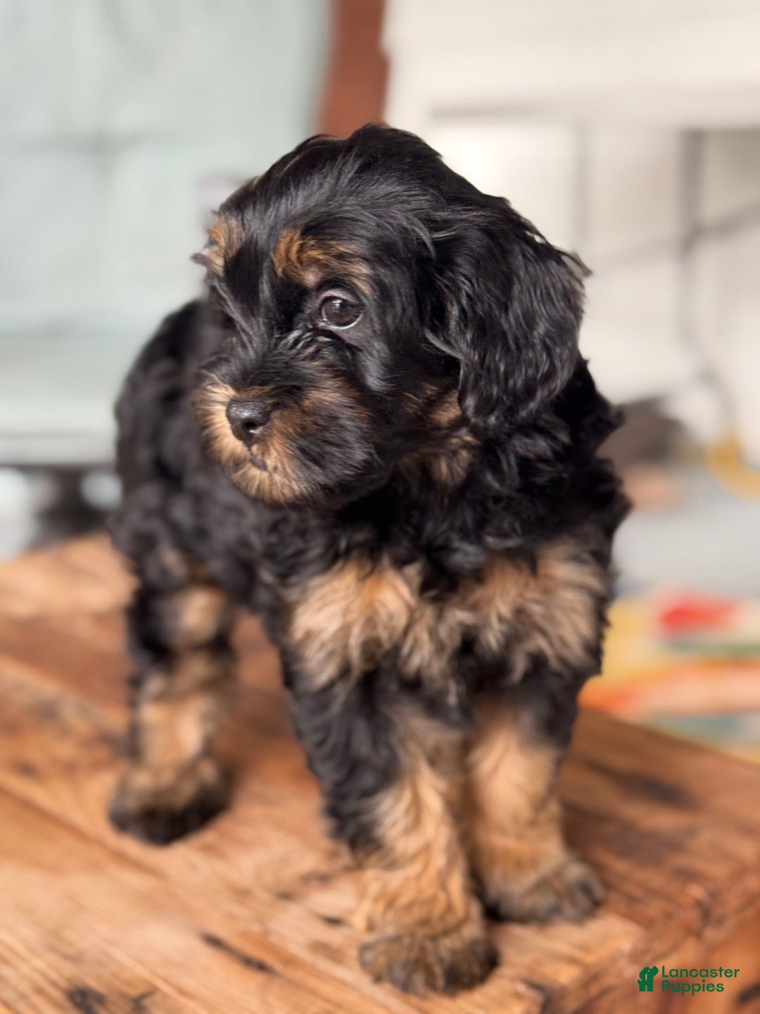 Mini Bernedoodle dogs for sale: Beauty - Image 9