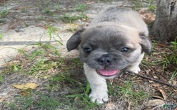French Bulldog dogs for sale: CHEWIE - Image 11