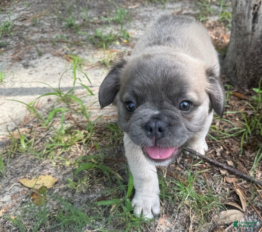 French Bulldog dogs for sale: CHEWIE - Image 11