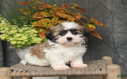 Malshi dogs for sale: Piper - Image 1