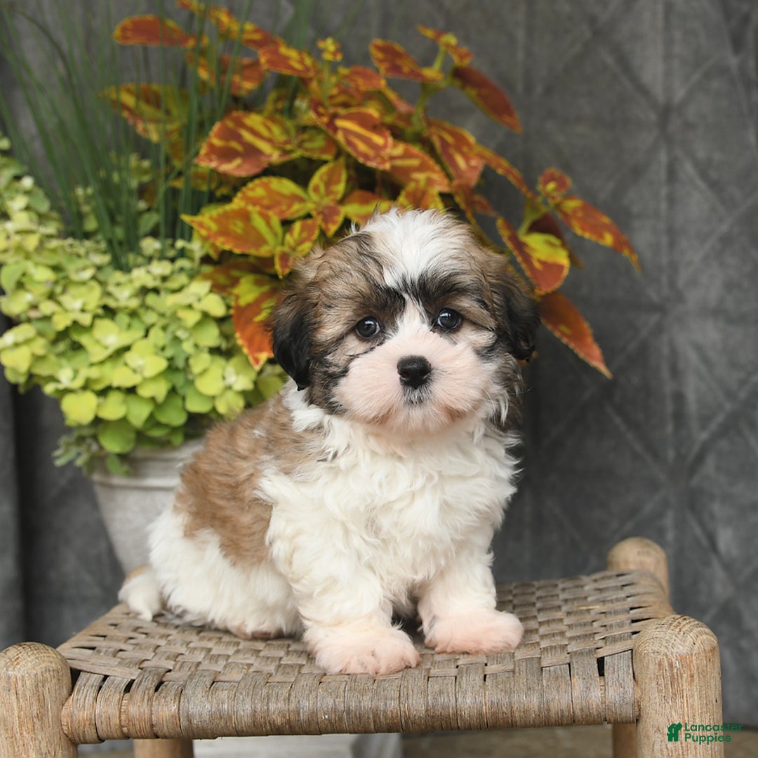 Malshi dogs for sale: Piper - Image 1