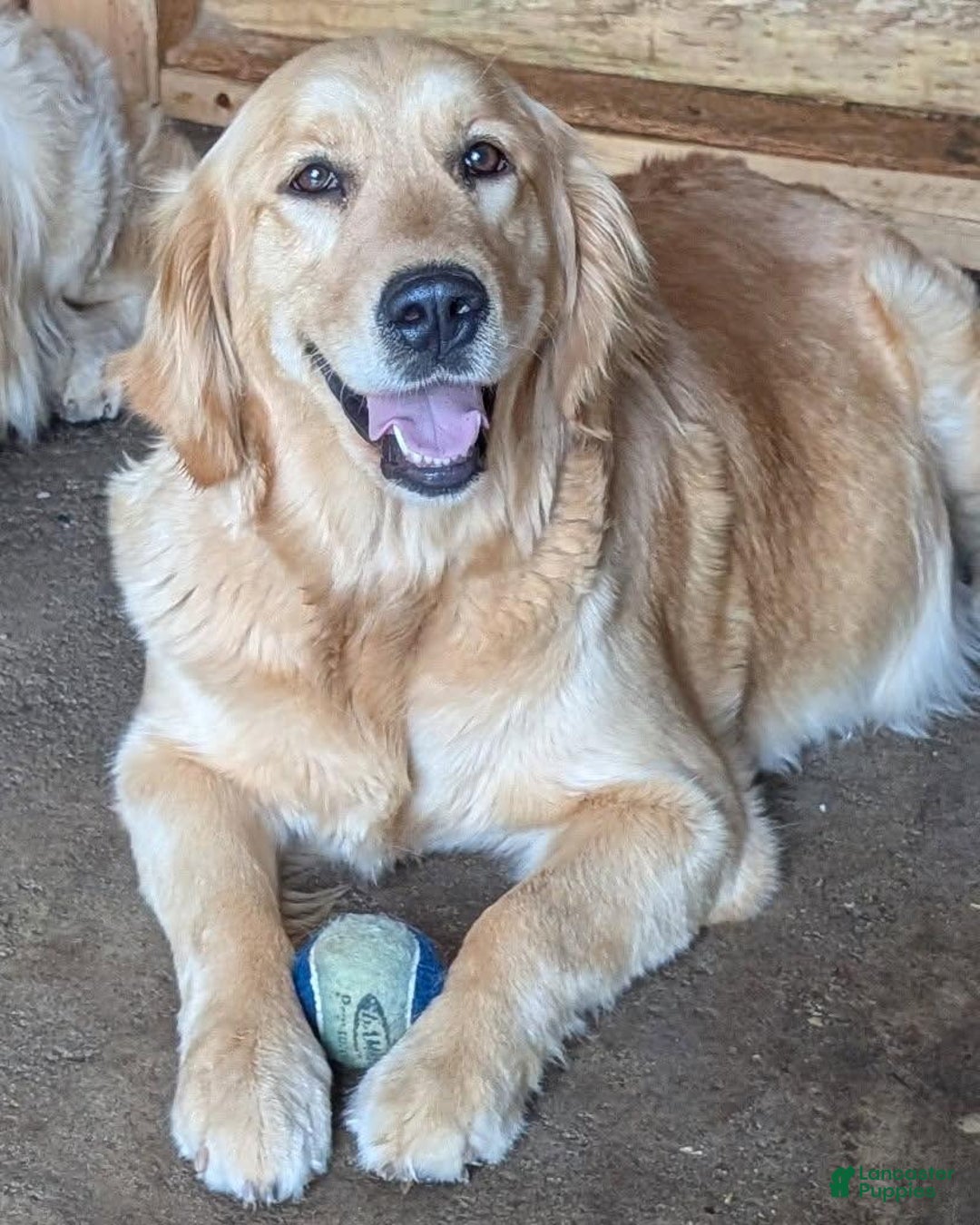 Golden Retriever dogs for sale: Lottie - Image 6