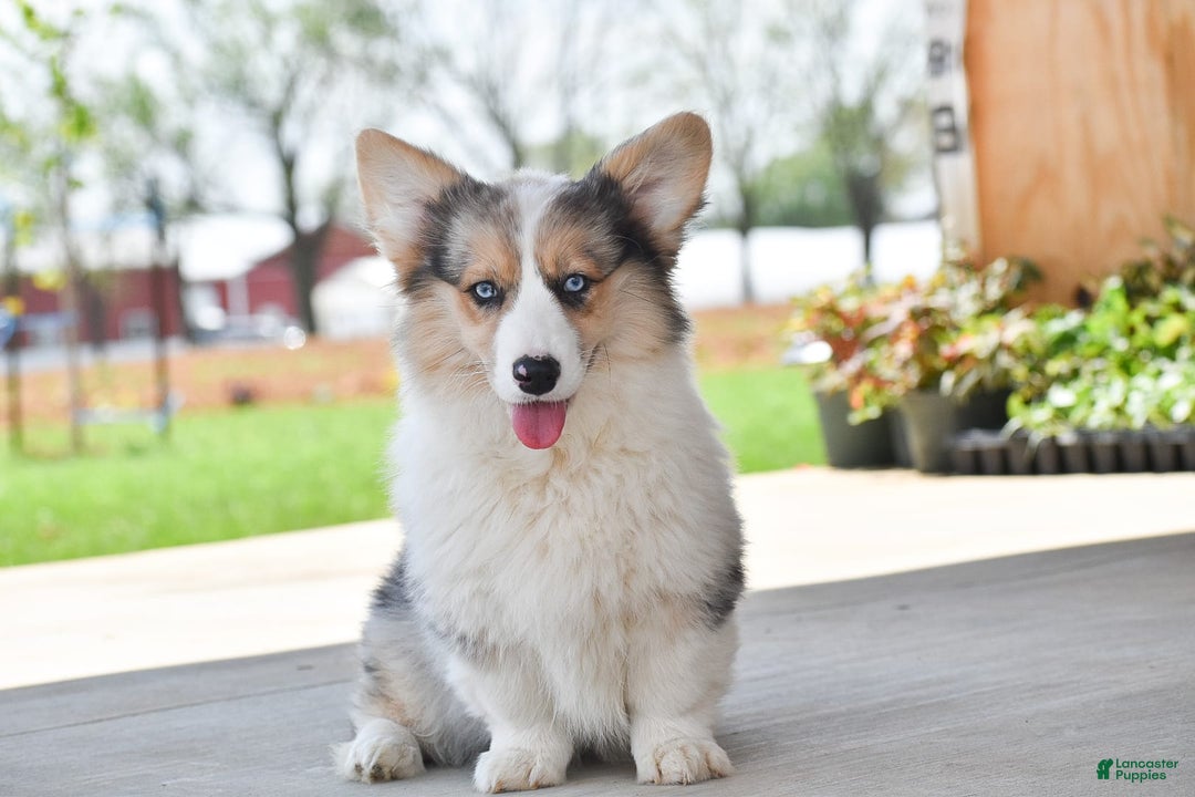 Welsh Corgi Pembroke dogs for sale: Annie - Image 3