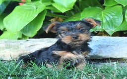 Yorkshire Terrier dogs for sale: Teddy - Image 1