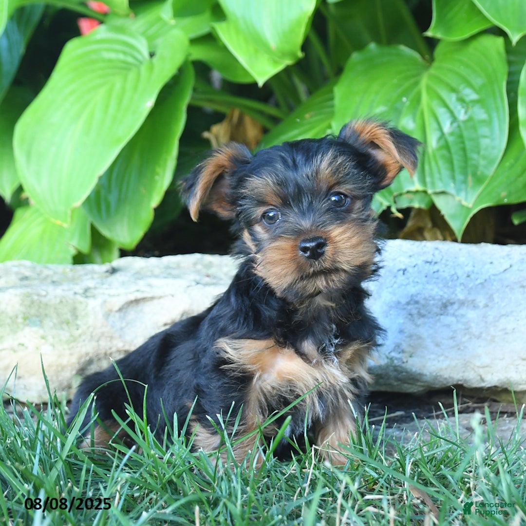Yorkshire Terrier dogs for sale: Teddy - Image 1