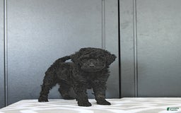 Miniature Poodle dogs for sale: Tia Extra Small - Image 1