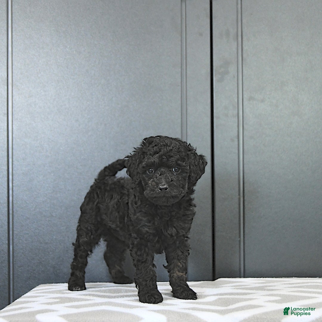 Miniature Poodle dogs for sale: Tia Extra Small - Image 1