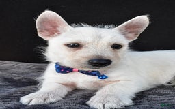 West Highland Terrier dogs for sale: Nugget - Image 2