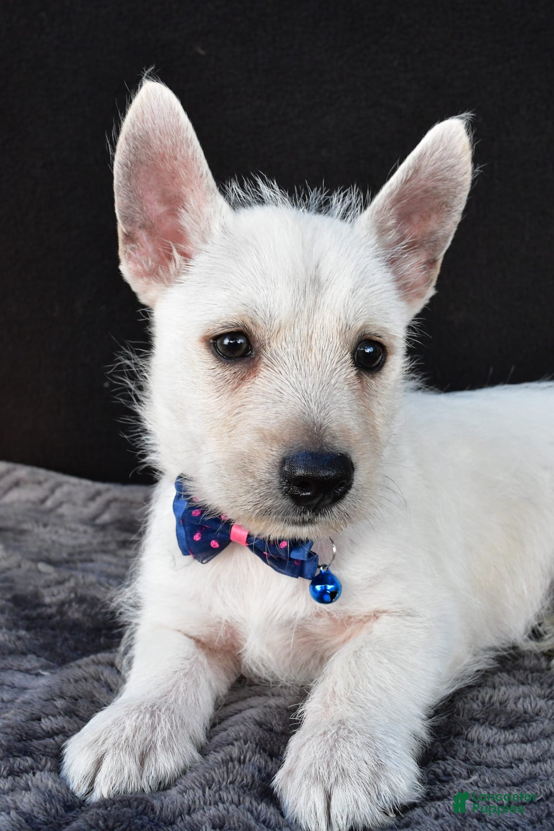 West Highland Terrier dogs for sale: Nugget - Image 2