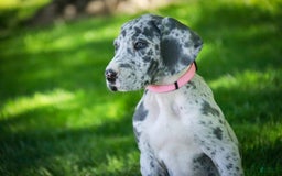 Great Dane dogs for sale: Jamaica - Image 19
