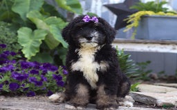Bernedoodle dogs for sale: Charlotte - Image 2