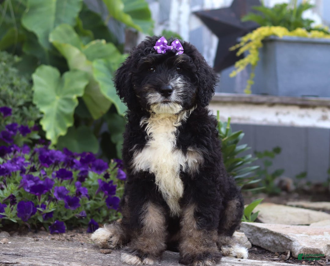 Bernedoodle dogs for sale: Charlotte - Image 2