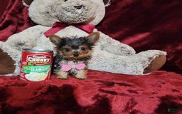 Yorkshire Terrier dogs for sale: Munchkin - Image 5