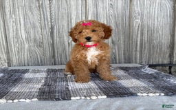 Mini Goldendoodle dogs for sale: Daisy - Image 6