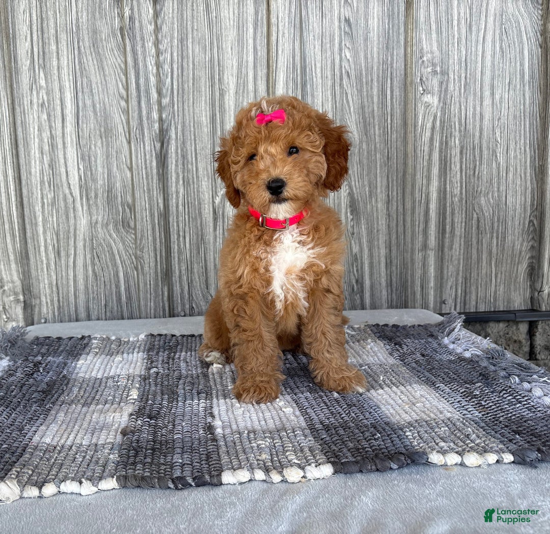 Mini Goldendoodle dogs for sale: Daisy - Image 6