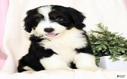 Mini Bernedoodle dogs for sale: Blake - Image 8