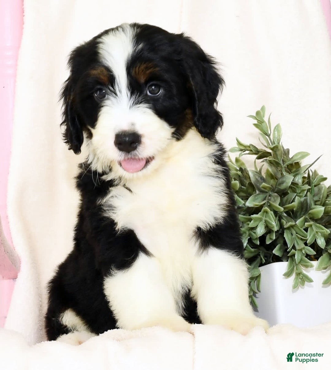 Mini Bernedoodle dogs for sale: Blake - Image 8