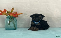Yorkiepoo dogs for sale: Jordan - Image 2