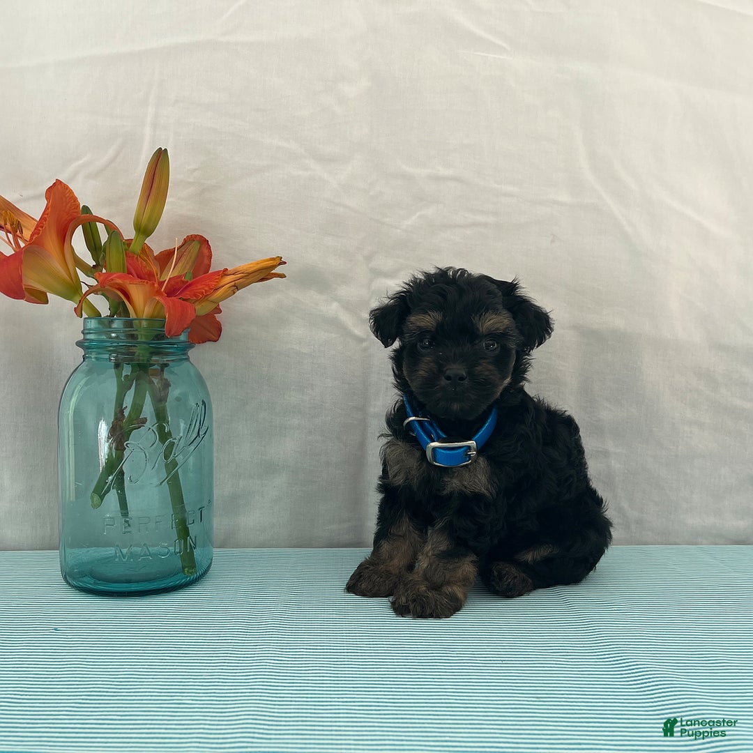 Yorkiepoo dogs for sale: Jordan - Image 2