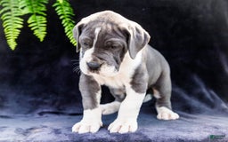 Great Dane dogs for sale: Missy - Image 24