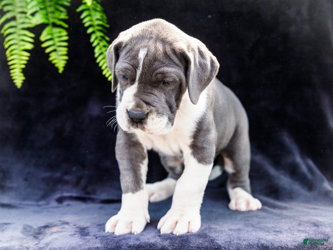 Great Dane dogs for sale: Missy - Image 24