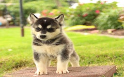 Gerberian Shepsky dogs for sale: Thunder - Image 5
