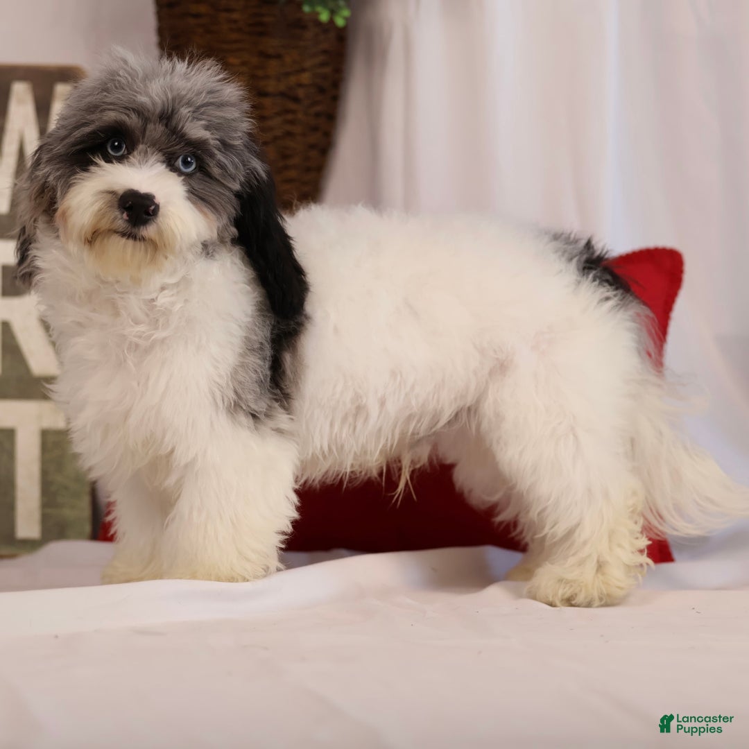 Havapoo dogs for sale: Calvin - Image 2