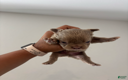 French Bulldog dogs for sale: Lil Wayne - Image 1