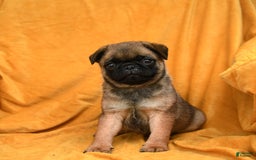 Pug dogs for sale: Pudgy - Image 3