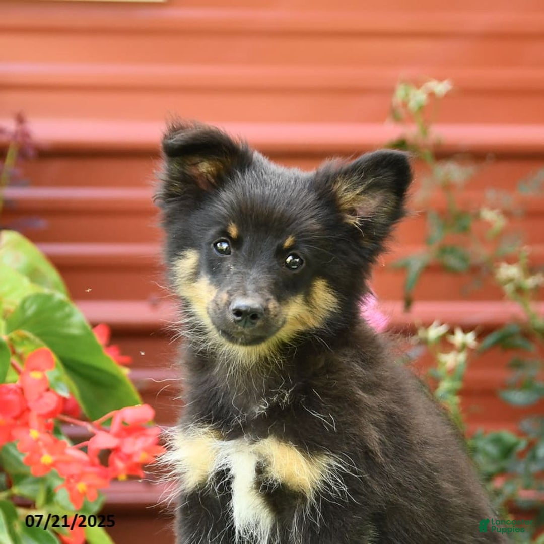 Shetland Sheepdog dogs for sale: Pluto - Image 4