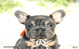French Bulldog dogs for sale: Bella - Image 4