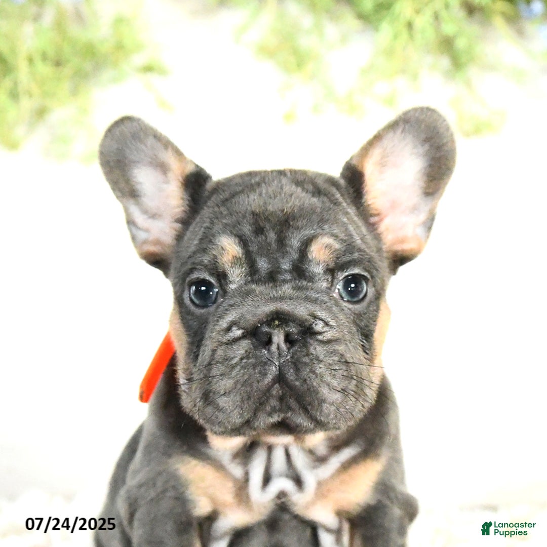 French Bulldog dogs for sale: Bella - Image 4