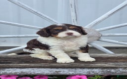 Cavapoo dogs for sale: Teddy - Image 8