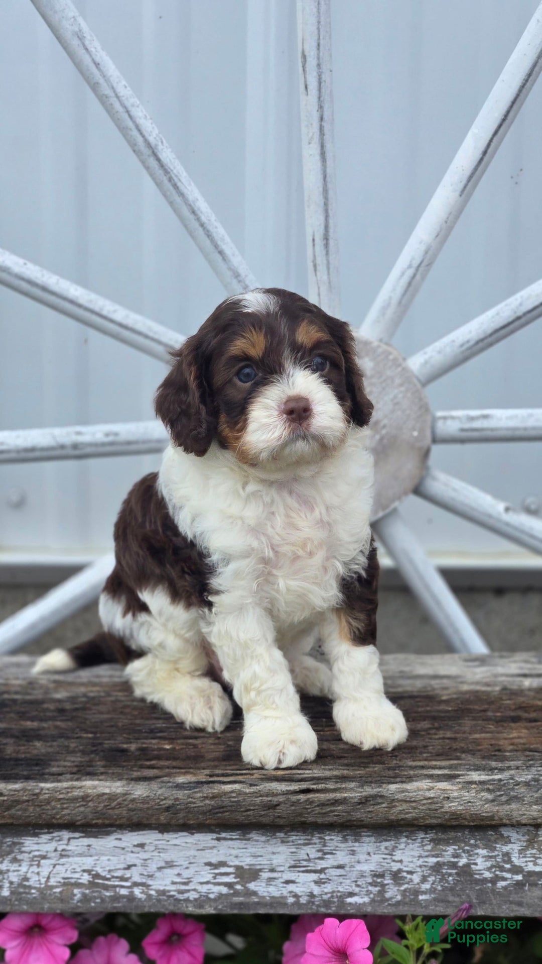 Cavapoo dogs for sale: Teddy - Image 8