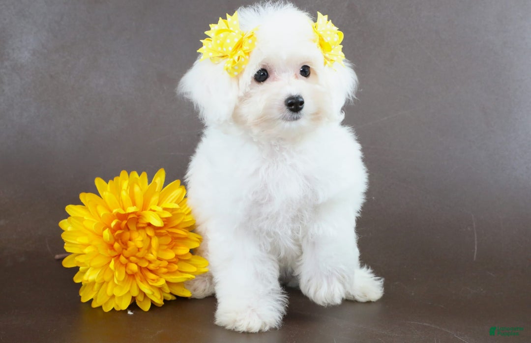 Yorkiepoo dogs for sale: Snow White - Image 4