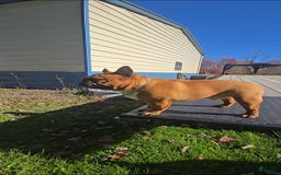 French Bulldog dogs for sale: Raider - Image 2