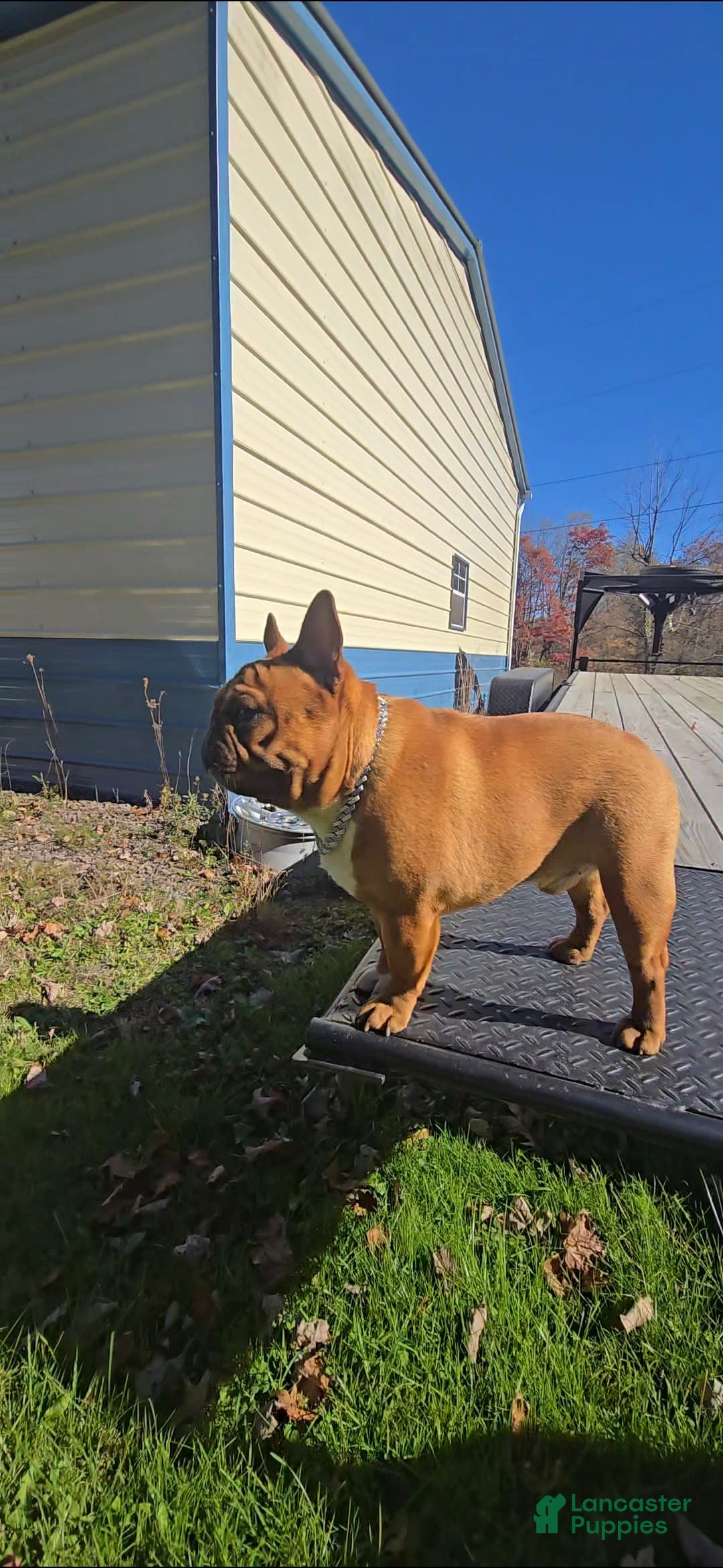 French Bulldog dogs for sale: Raider - Image 2