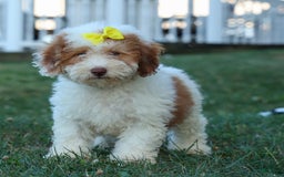 Cavachon dogs for sale: ECHO - Image 15