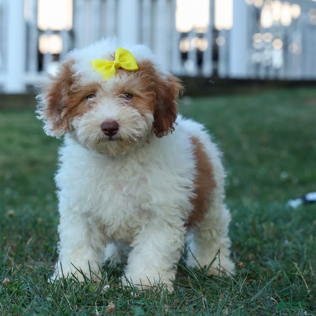 Cavachon dogs for sale: ECHO - Image 15