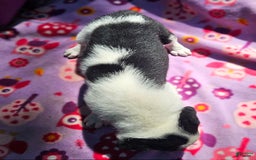 Border Collie dogs for sale: Dolly - Image 20