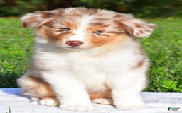 Australian Shepherd dogs for sale: Axel - Image 9