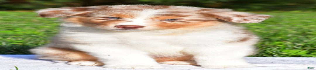 Axel