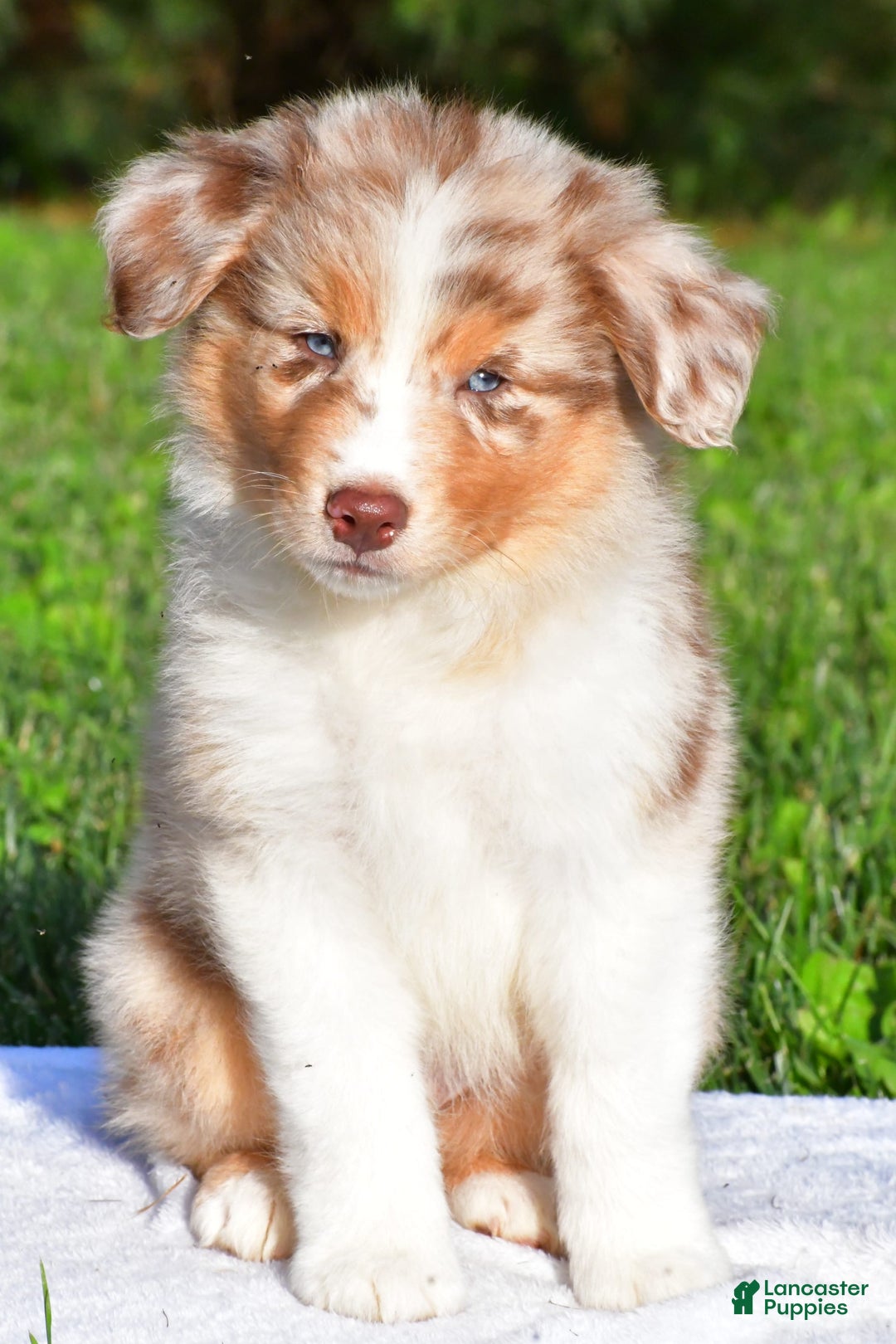 Australian Shepherd dogs for sale: Axel - Image 9